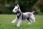 Photo Bedlington Terrier