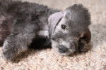 Photo Bedlington Terrier