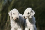 Photo Bedlington Terrier