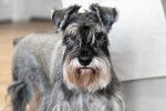 Un Schnauzer Nain gris dans un salon