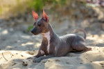 Un American Hairless Terrier allongé dans le sable