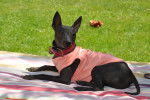 Un American Hairless Terrier sur une nappe dans le jardin