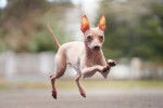 Un petit Amercan Hairless Terrier en train de sauter