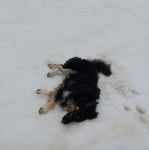 Un Pastore della Sila allongé dans l'écume de mer 