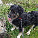 Un Pastore della Sila sur un terrain herbeux et qui est tenu en laiss 