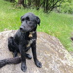 Un Pastore della Sila assis sur un rocher et portant une petite cloche autour du cou