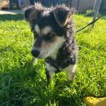 Un Pastore della Sila sur un terrain herbeux et qui est tenu en laisse 