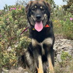 Un Pastore della Sila ayant la langue pendante et qui est tenu en laisse 