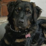 Un Pastore della Sila allongé et portant un collier autour du cou