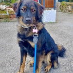 Un Pastore della Sila regardant vers la caméra et qui est tenu en laisse 