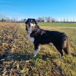 Un Pastore della Sila sur un terrain herbeux et semblant détendu