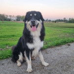 Un Pastore della Sila assis sur une surface bitumée et ayant la langue pendante 