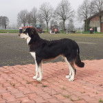 Un Pastore della Sila sur un sol pavé 