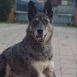 Un Cane delle Alpi Apuane sur un sol pavé et ayant la gueule légèrement ouverte