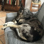 Un Cane delle Alpi Apuane allongé sur un canapé et semblant détendu