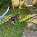 Un Cane delle Alpi Apuane allongé sur une surface gazonnée 