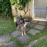 Un Cane delle Alpi Apuane sur une allée 