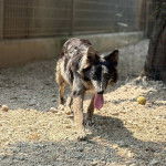 Un Cane delle Alpi Apuane marcha,t sur une surface rocailleuse et ayant la langue pendante 
