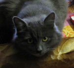 Toumaï - Mâle (3 ans)