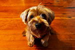 Un Silky Terrier assis sur un plancher et portant un harnais 