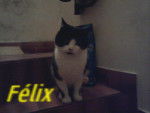 felix - Mâle (6 ans)