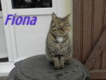 fiona - (2 ans)