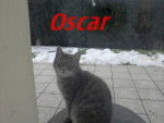 oscar - Mâle (1 an)