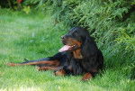 Vianne de Saint Vigor - Setter Gordon (7 ans)