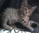 perle - Mâle (1 an)