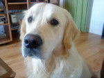 Suny - Golden Retriever Mâle (2 ans)