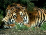 Tigre -