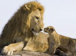 Le Lion et son bébé -