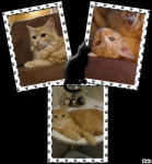 Caline montage - (8 mois)