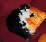 Chagann - Mâle (8 ans)