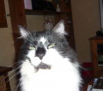 Chagann - Mâle (8 ans)