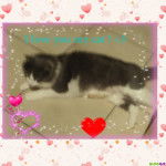 Ficelle couchée - (1 an)