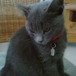 Nala, chatte de ma grand-mère - (4 mois)