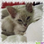 Aramis - Mâle (5 mois)