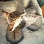 Mes deux chatons - (5 mois)