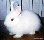 pixou - Mâle (11 mois)