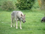 Zeya - Chien Loup de Saarloos (12 ans)