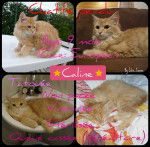 Caline (fiche perdu) - (9 mois)