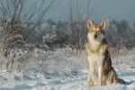 Stybia - Chien Loup de Saarloos (13 ans)