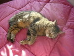 Grisette fait la sieste - (8 ans)