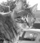 Grigio - Mâle (2 ans)