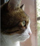 Nougat - Mâle (3 ans)