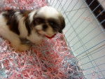 Guilietta des Poupons Frisés - Shih Tzu (5 mois)