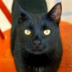 zorro - Mâle (3 ans)