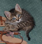 Blu - Mâle (8 mois)