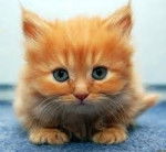 Ginger - Mâle (5 mois)